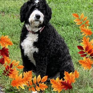 Meet your Posher, Beverly